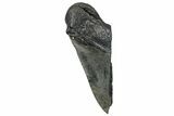 Partial Fossil Megalodon Tooth - South Carolina #250050-1